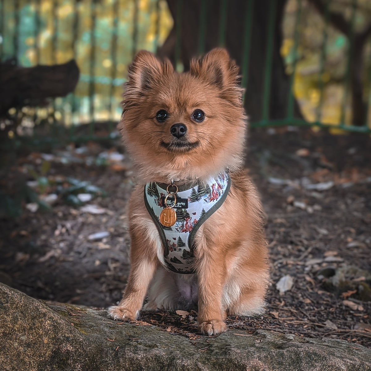 Fable, a Pomeranian posing with a pumpkin shaped orange resin tag